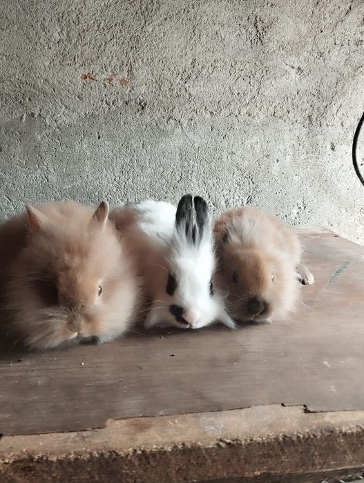 Iepurași pufosi de companie și iepurasi de rasă mare