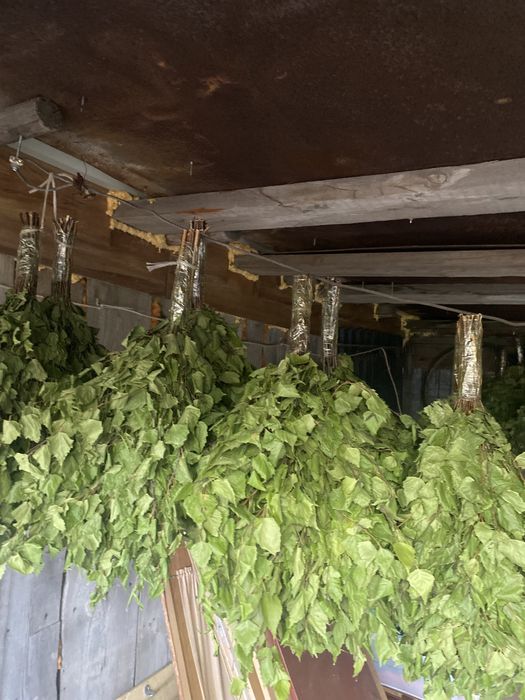 Березовые веники по 1000 тенге