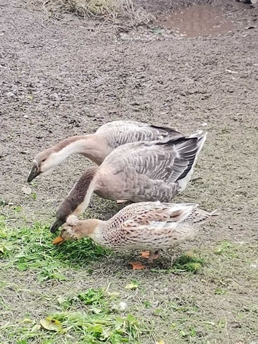 Gâște americane și 9 rate