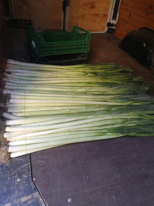 Семе за праз реколта 2025