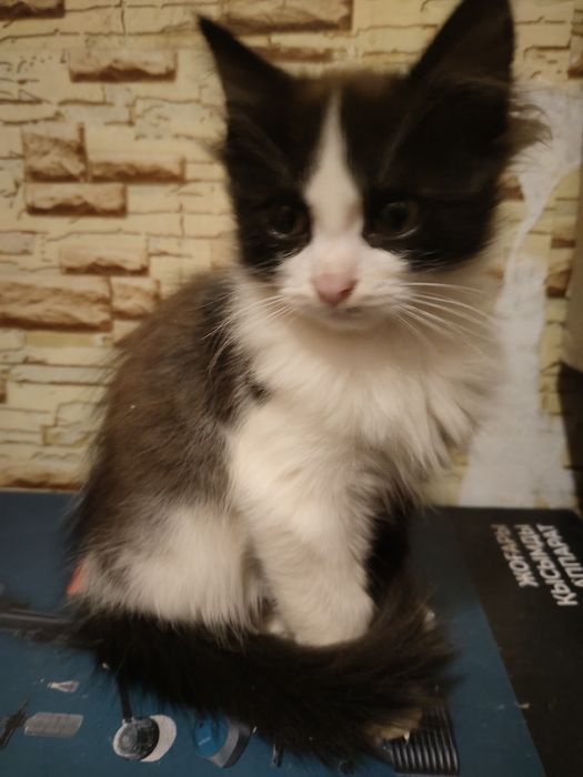 Котенок мальчик в хорошие руки
