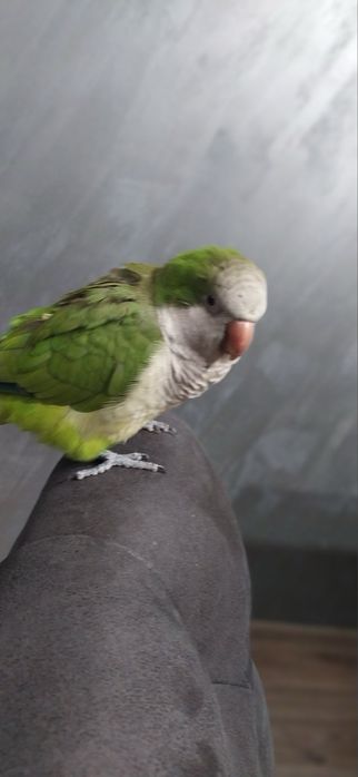 Социален ръчно хранен папагал монах