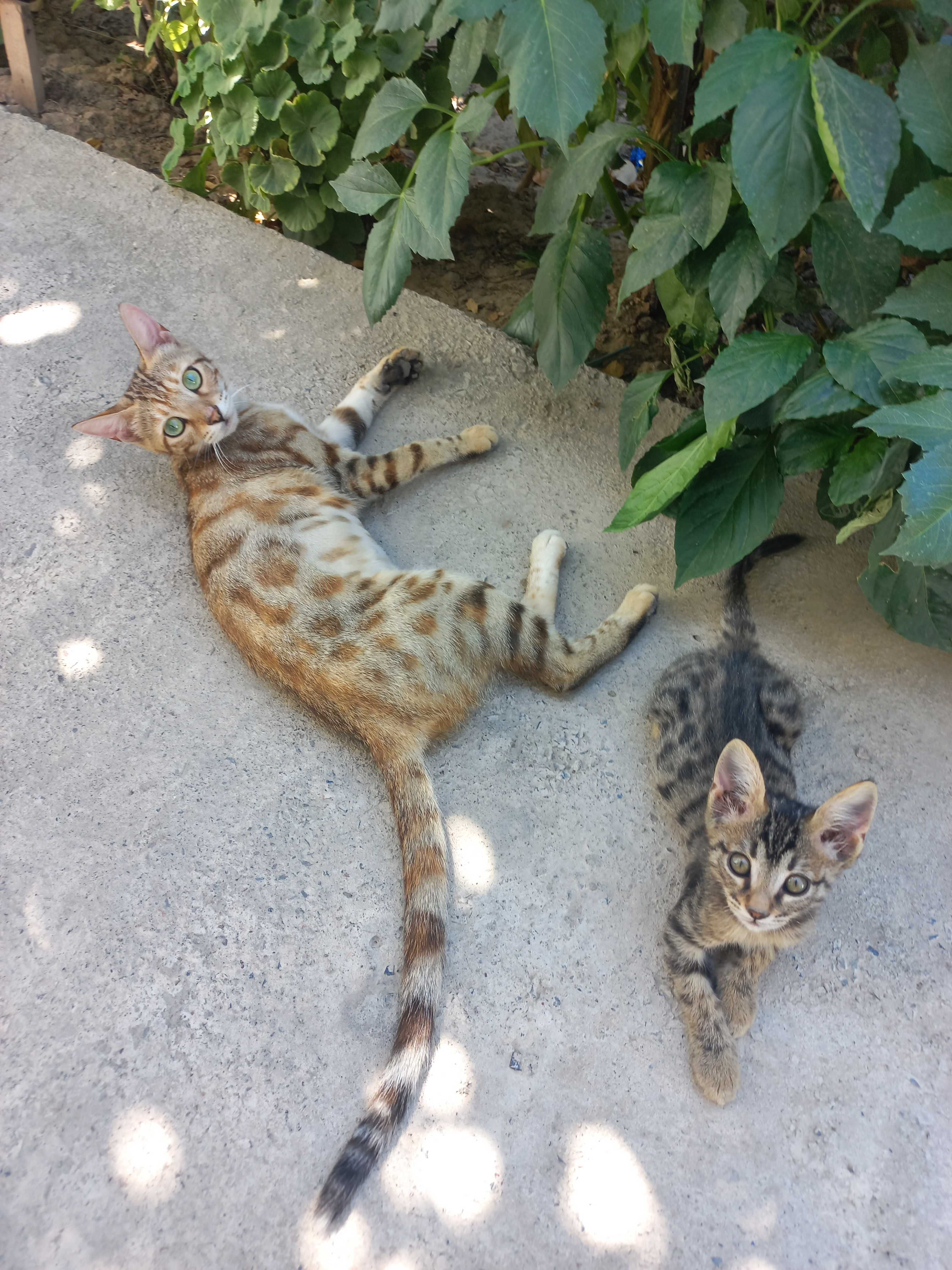 Продаю бенгальского котёнка