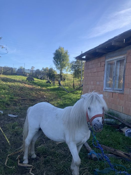 Vand ponei urgent 25 de mil
