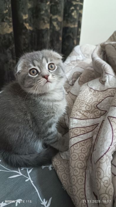 Продается котенок