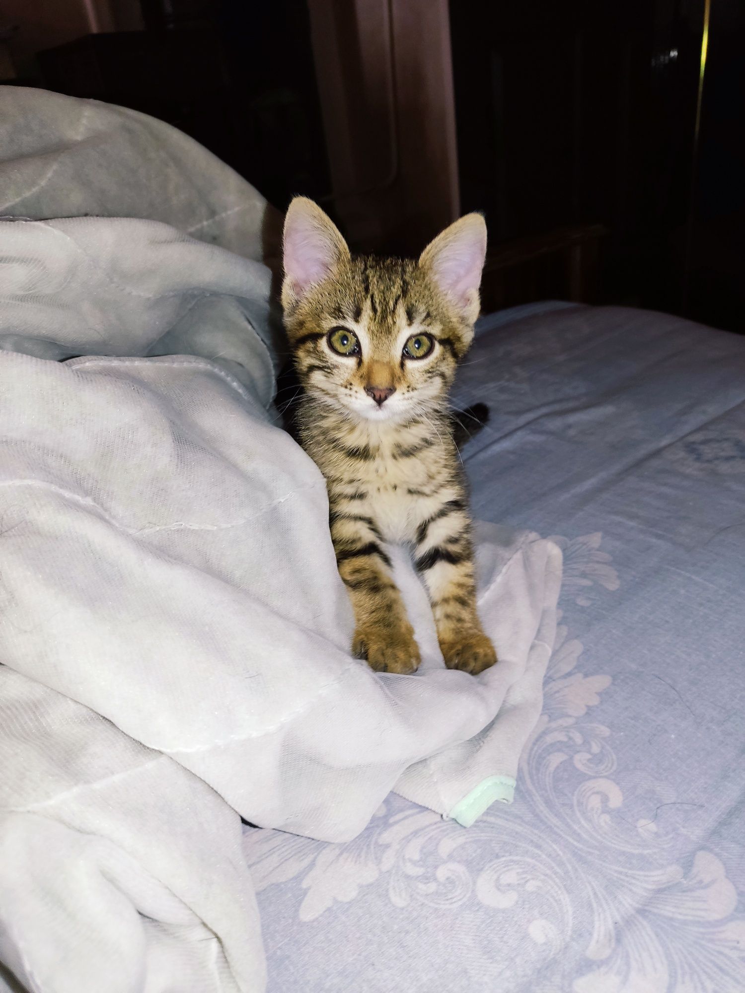 В добрые руки котята