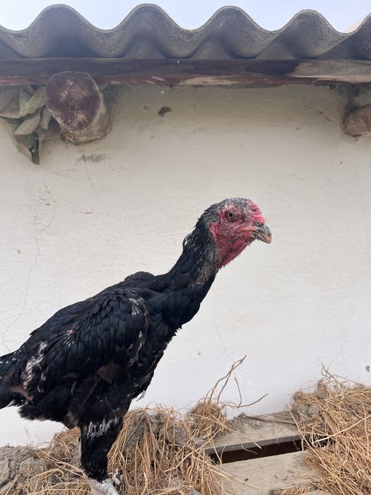 Дакан тулячка срочна