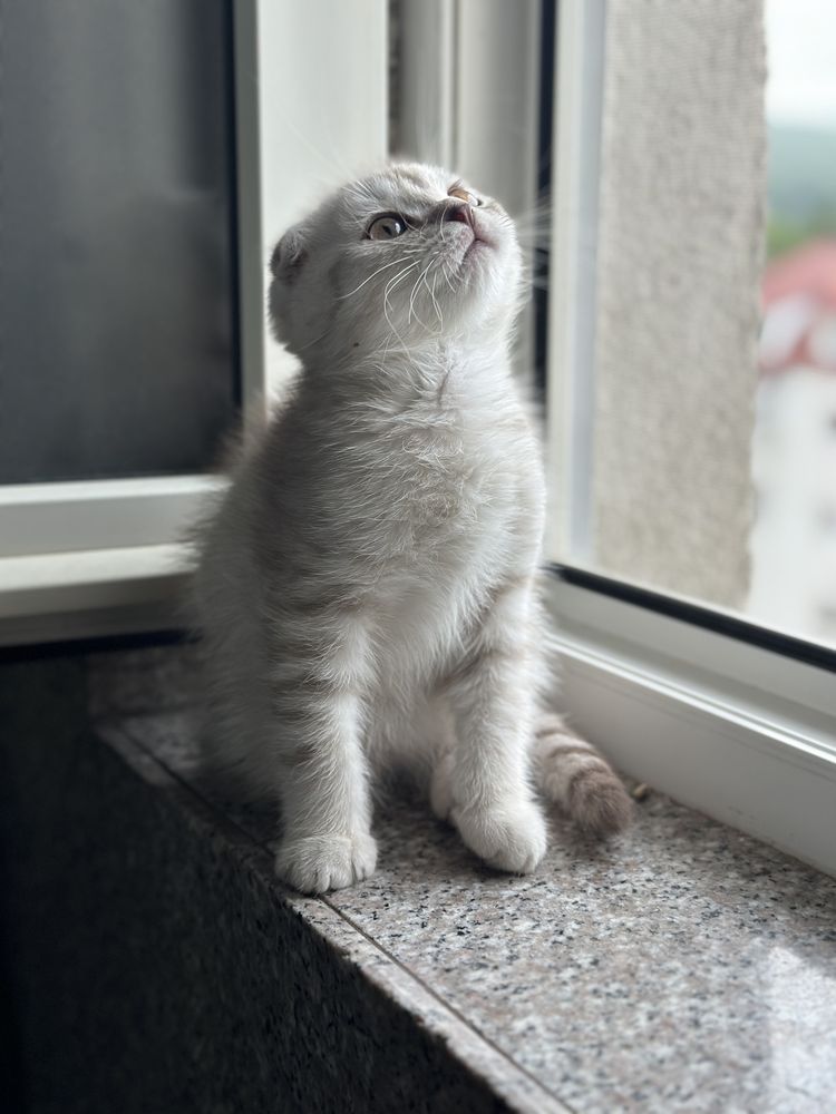 British si Scotish shorthair