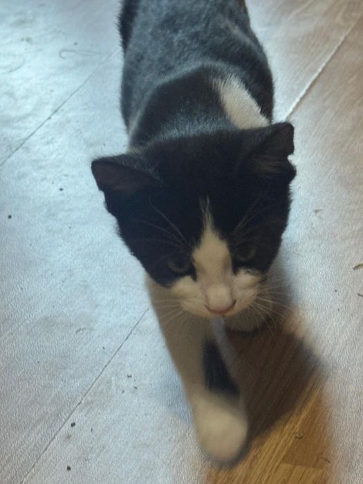 Motanei spre adoptie