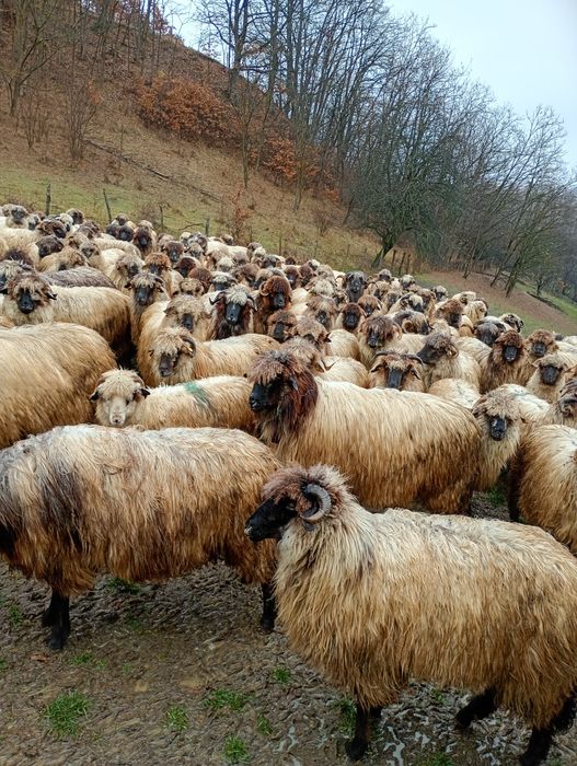 Oi bucălai de vanzare