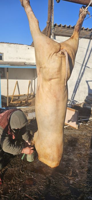 Продам мясо свинины