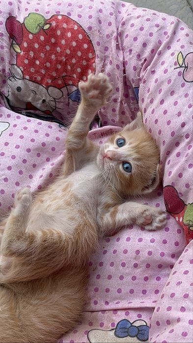 Котята даром в добрые руки