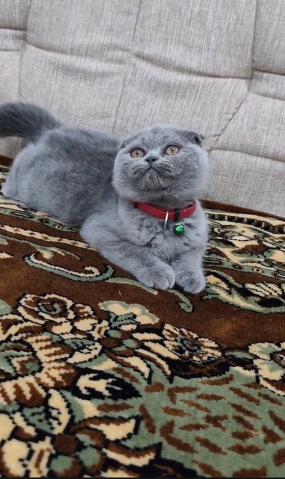 Шотланский Фолд Чистокровний