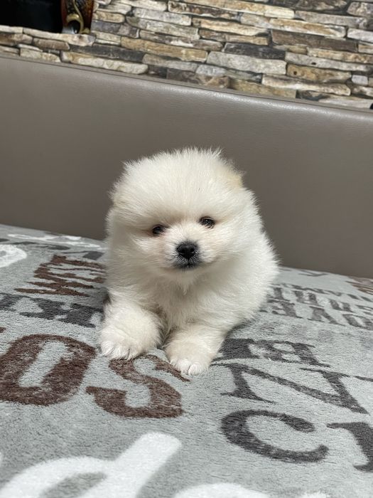 Cățeluși Pomeranian deosebiti