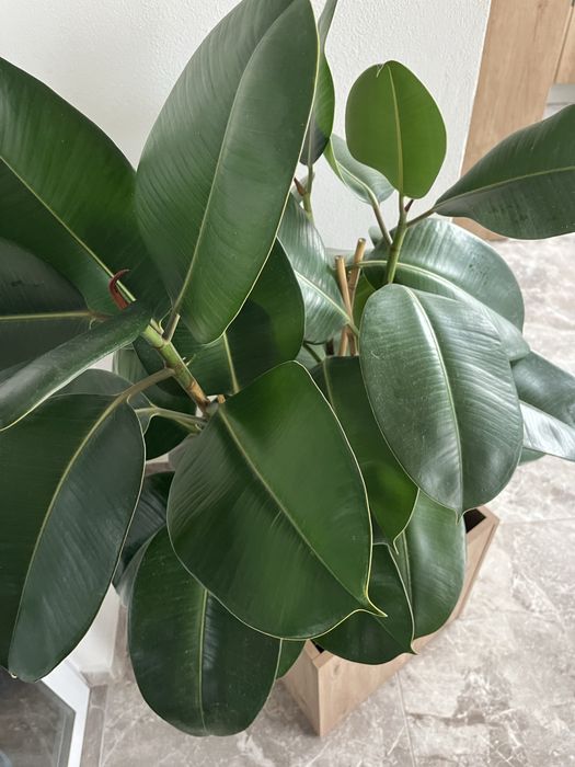 Ficus elastica robust – 110 cm, ghiveci decorativ inclus
