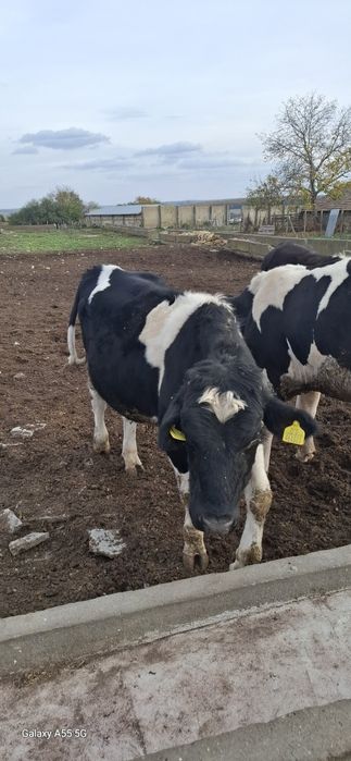 Продават се 15 броя от 300 кг до 600кг мъжки телета