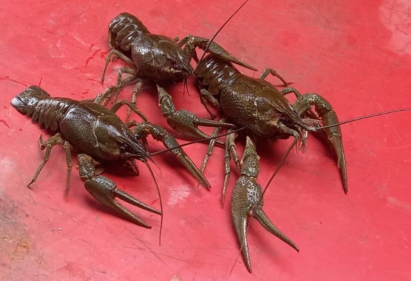 Живой рак оптом розница