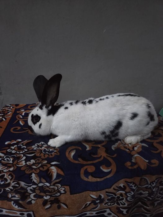 Mascul fluture german