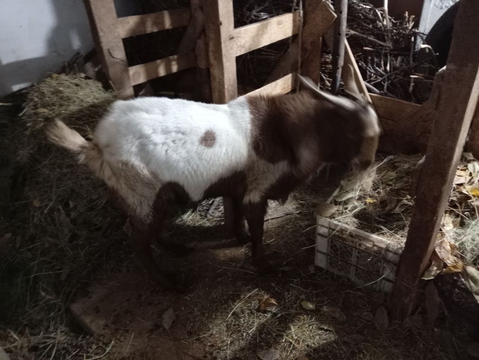 Казел англо нубийский  козел молодой здоровый