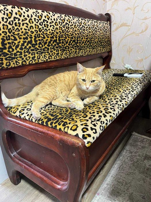 Коты и кошки в добрые руки