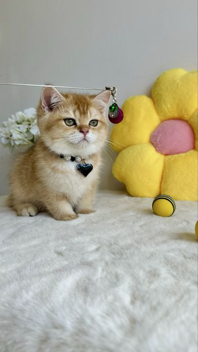 British Shorthair Chinchilla Gold - Cu Certificat Pedigree
