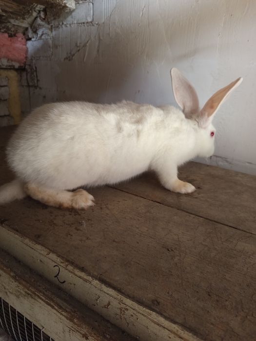 Животни-Зайци!!!