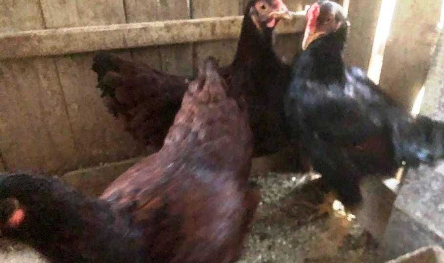 Gaini brahma wiandotte Susex Combatant indian