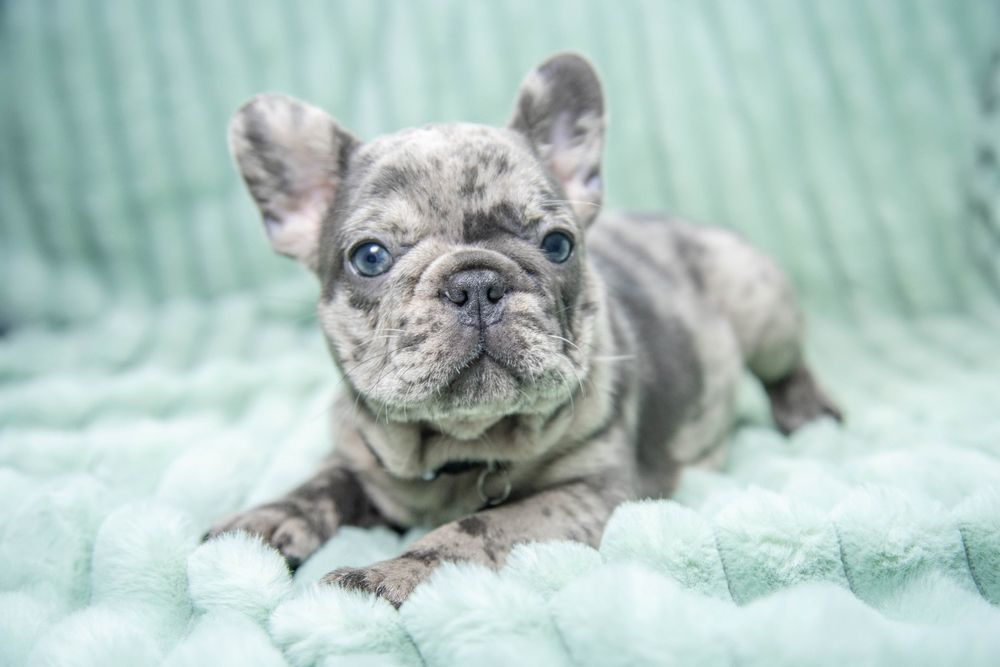 bulldog francez blue merle baietel