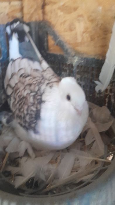 Vând porumbei, voiajori sport ptr maraton și ornament diversificat