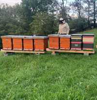 Vând 4 Famili de albine, rasa Carnica ,aduse din Austria,
