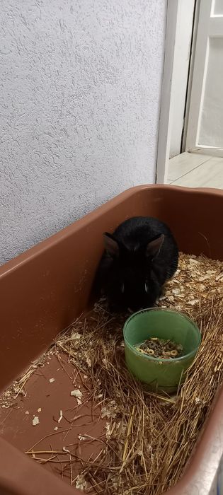 Подарява се зайче с клетка