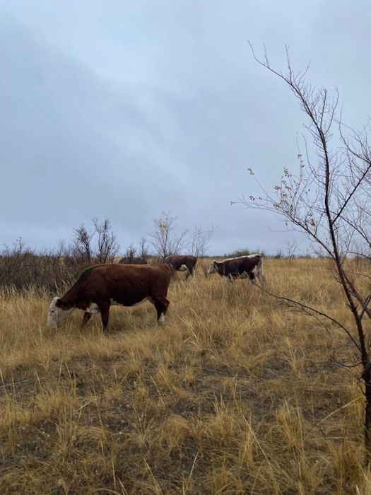 Телки , Казахская белоголовая