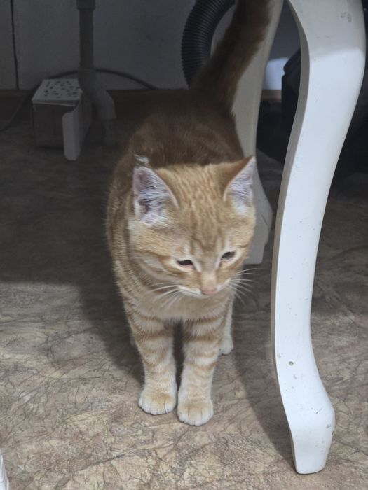 Котёнок бесплатно талдыкорган