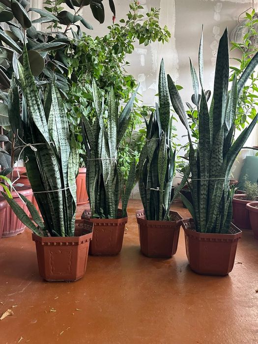 Уй гуллари сотилвди