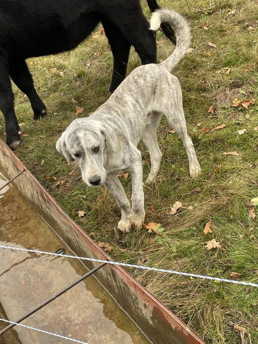 Ciobanesc Asia Centrala