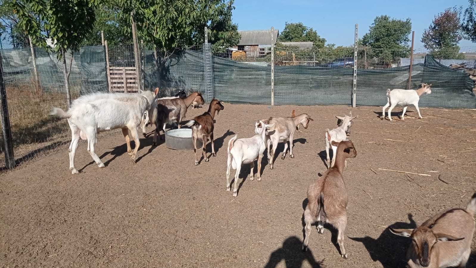 Capra Anglo-Nubiană și Țapi Anglo-Nubian, Boer, Saanen