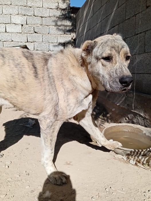 Қазақы ит. Породасы жақсы. Сартан