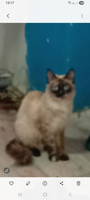 Отдам сиямскую кошку и котята