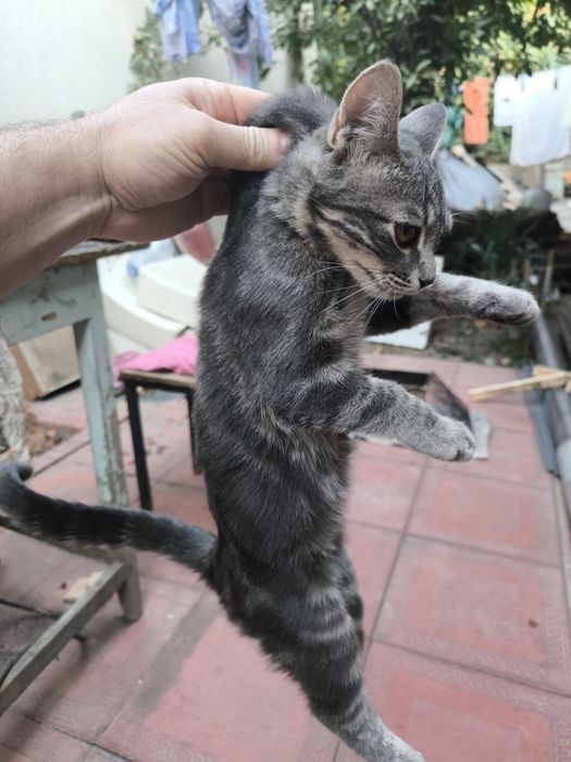 Котенок скотиш страйт 4 месяца