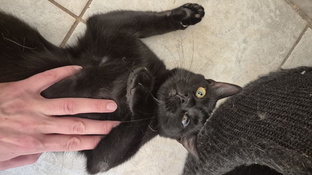 Pirata, pisica cauta familie