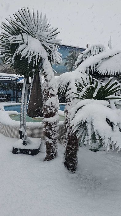 Palmieri aclimatizati rezistenti la ger