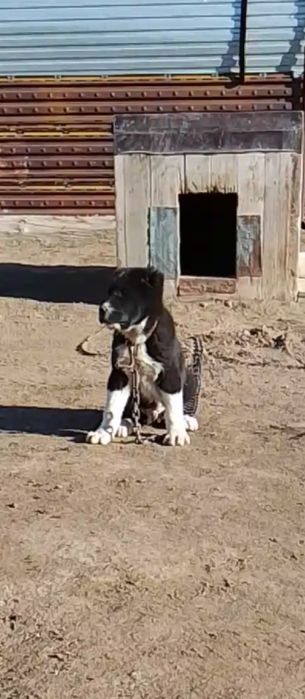 Щенок алабая тобет сао