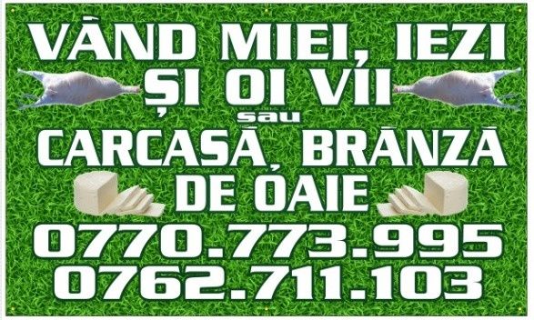 Vând oi miei crescuți bio