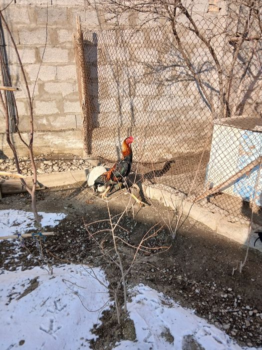 Дакан хуроз сотилади