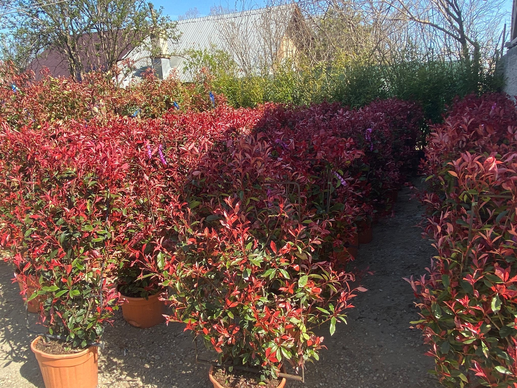 Photinia red robin spalier