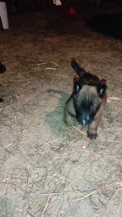 Donez pui Ciobanesc belgian malinois