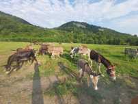 Magarite cu puii și gestante, lapte de magarite ,de vanzare