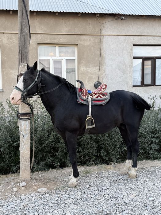 Артыңғы ат гарантия