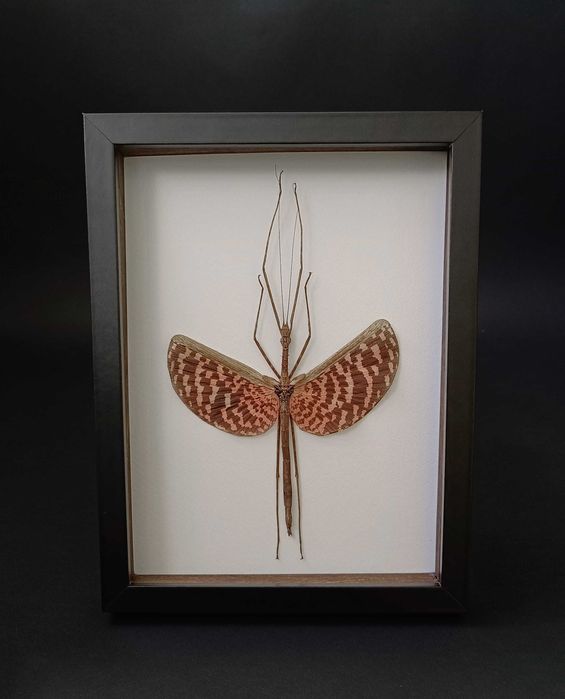 Препарирани насекоми-Богомолка, Пръчица, Цикада, Водни кончета и други