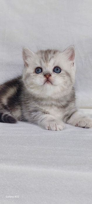 Продаётся  девочка  очень  крупная  только  бронь